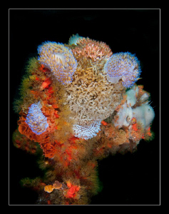 5 Gas flame nudi's sitting in a tree......
All 5 have a ... by Charles Wright 